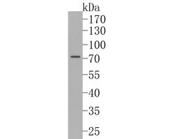 Invitrogen SNW1 Polyclonal Antibody 100 &mu;L; Unconjugated:Antibodies,