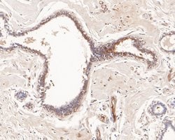 Invitrogen UBE2D1 Polyclonal Antibody 100 &mu;L; Unconjugated:Antibodies,