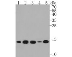 Invitrogen UBE2D1 Polyclonal Antibody 100 &mu;L; Unconjugated:Antibodies,