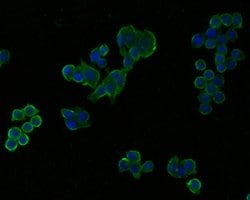 Invitrogen UBE2D3 Polyclonal Antibody 100 &mu;L; Unconjugated:Antibodies,