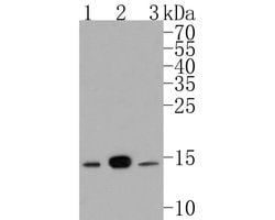 Invitrogen UBE2D3 Polyclonal Antibody 100 &mu;L; Unconjugated:Antibodies,