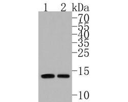 Invitrogen UBE2D3 Polyclonal Antibody 100 &mu;L; Unconjugated:Antibodies,
