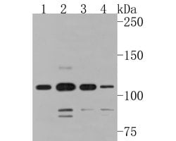 Invitrogen SMG5 Polyclonal Antibody 100 &mu;L; Unconjugated:Antibodies,