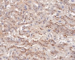 Endothelin 3 Polyclonal Antibody, Invitrogen 100 &mu;L; Unconjugated:Antibodies,