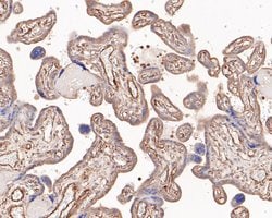 Endothelin 3 Polyclonal Antibody, Invitrogen 100 &mu;L; Unconjugated:Antibodies,