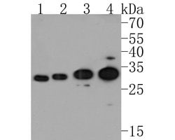 Endothelin 3 Polyclonal Antibody, Invitrogen 100 &mu;L; Unconjugated:Antibodies,