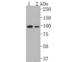Invitrogen CLCN2 Polyclonal Antibody 100 &mu;L; Unconjugated:Antibodies,