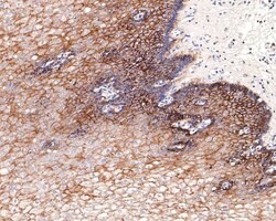 Invitrogen Aquaporin 3 Polyclonal Antibody 100 &mu;L; Unconjugated:Antibodies,