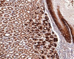 Invitrogen Aquaporin 3 Polyclonal Antibody 100 &mu;L; Unconjugated:Antibodies,