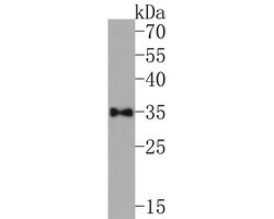Invitrogen Aquaporin 3 Polyclonal Antibody 100 &mu;L; Unconjugated:Antibodies,