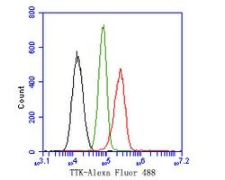 Invitrogen TTK Polyclonal Antibody 100 &mu;L; Unconjugated:Antibodies,