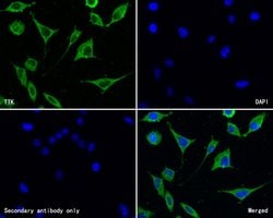 Invitrogen TTK Polyclonal Antibody 100 &mu;L; Unconjugated:Antibodies,