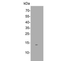 Invitrogen SNRPD3 Polyclonal Antibody 100 &mu;L; Unconjugated:Antibodies,