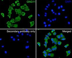 Invitrogen GNG11 Polyclonal Antibody 100 &mu;L; Unconjugated:Antibodies,