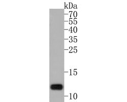 Invitrogen GNG11 Polyclonal Antibody 100 &mu;L; Unconjugated:Antibodies,