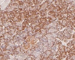 Invitrogen EEF1G Polyclonal Antibody 100 &mu;L; Unconjugated:Antibodies,