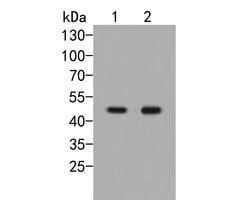 Invitrogen EEF1G Polyclonal Antibody 100 &mu;L; Unconjugated:Antibodies,