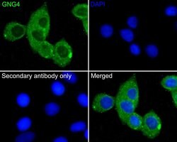 Invitrogen GNG4 Polyclonal Antibody 100 μL; Unconjugated:Antibodies,