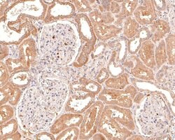 Invitrogen GNG4 Polyclonal Antibody 100 μL; Unconjugated:Antibodies,
