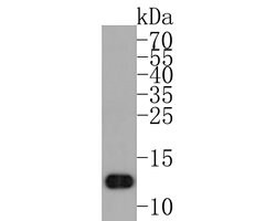 Invitrogen GNG4 Polyclonal Antibody 100 μL; Unconjugated:Antibodies,