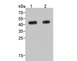 Invitrogen TMEM119 Polyclonal Antibody 100 &mu;L; Unconjugated:Antibodies,