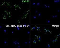 Invitrogen FARS2 Polyclonal Antibody 100 μL; Unconjugated:Antibodies,