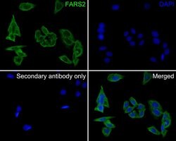 Invitrogen FARS2 Polyclonal Antibody 100 μL; Unconjugated:Antibodies,