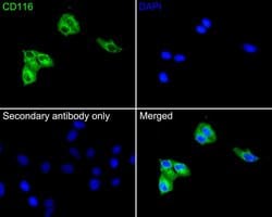 Invitrogen CD116 Polyclonal Antibody 100 &mu;L | Buy Online | Invitrogen&trade; | Fisher Scientific