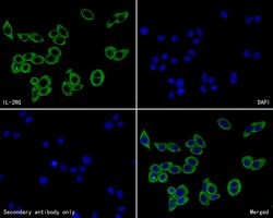 Invitrogen IL2RG Polyclonal Antibody 100 &mu;L | Buy Online | Invitrogen&trade; | Fisher Scientific