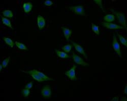 Invitrogen Activin A Polyclonal Antibody 100 &mu;L; Unconjugated:Antibodies,
