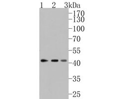 Invitrogen Activin A Polyclonal Antibody 100 &mu;L; Unconjugated:Antibodies,