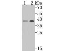 Invitrogen SLC25A37 Polyclonal Antibody 100 &mu;L; Unconjugated:Antibodies,