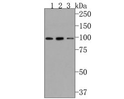 Invitrogen CSF3R Polyclonal Antibody 100 &mu;L; Unconjugated:Antibodies,