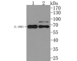 Invitrogen IL20RA Polyclonal Antibody 100 &mu;L; Unconjugated:Antibodies,