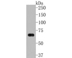 Invitrogen NEDD1 Polyclonal Antibody 100 &mu;L; Unconjugated:Antibodies,