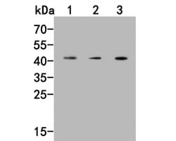 Invitrogen PRR5 Polyclonal Antibody 100 &mu;L | Buy Online | Invitrogen&trade; | Fisher Scientific