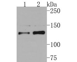 Invitrogen MYT1 Polyclonal Antibody 100 &mu;L; Unconjugated:Antibodies,