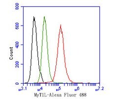 Invitrogen MYT1L Polyclonal Antibody 100 &mu;L; Unconjugated:Antibodies,