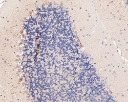 Invitrogen MYT1L Polyclonal Antibody 100 &mu;L; Unconjugated:Antibodies,