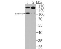 Invitrogen PLCB1 Polyclonal Antibody 100 &mu;L; Unconjugated:Antibodies,
