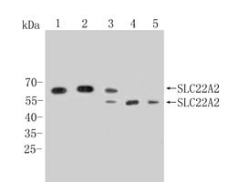 Invitrogen SLC22A2 Polyclonal Antibody 100 &mu;L; Unconjugated:Antibodies,
