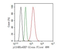 Invitrogen ARHGEF18 Polyclonal Antibody 100 &mu;L; Unconjugated:Antibodies,