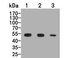 Invitrogen BMP-10 Polyclonal Antibody 100 &mu;L; Unconjugated:Antibodies,