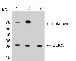 Invitrogen CLIC3 Polyclonal Antibody 100 &mu;L; Unconjugated:Antibodies,