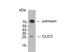 Invitrogen CLIC3 Polyclonal Antibody 100 &mu;L; Unconjugated:Antibodies,