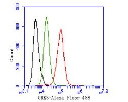Invitrogen GRK3 Polyclonal Antibody 100 &mu;L | Buy Online | Invitrogen&trade; | Fisher Scientific