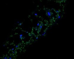 Invitrogen FAB1A Polyclonal Antibody 100 &mu;L; Unconjugated:Antibodies,
