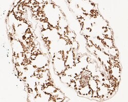 Invitrogen FAB1A Polyclonal Antibody 100 &mu;L; Unconjugated:Antibodies,
