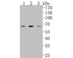 Invitrogen LRRTM1 Polyclonal Antibody 100 &mu;L; Unconjugated:Antibodies,