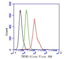 Invitrogen TRPM2 Polyclonal Antibody 100 &mu;L; Unconjugated:Antibodies,